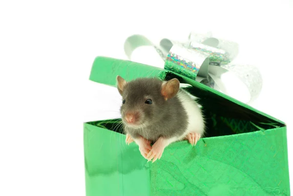 Крыса в коробке — стоковое фото