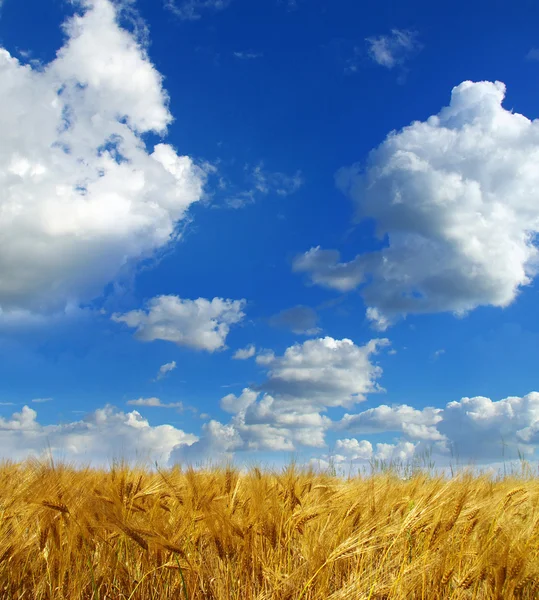 Wheats spike — Stock Photo, Image
