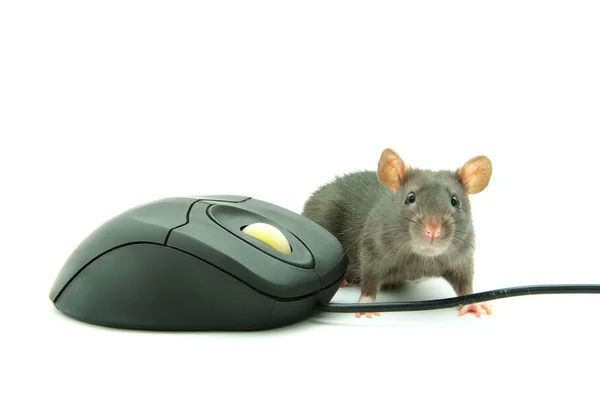 Ratón ordenador —  Fotos de Stock