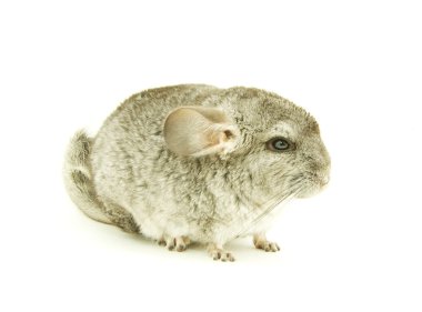 gri chinchilla