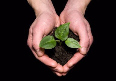 Hands holding sapling in soil clipart