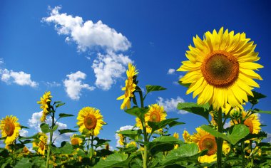 Sunflower field clipart