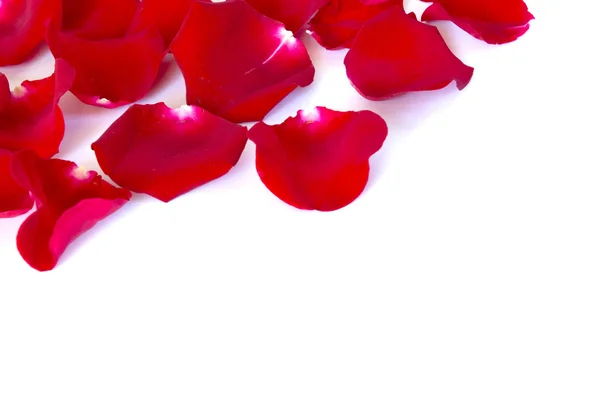 Red petals — Stock Photo, Image