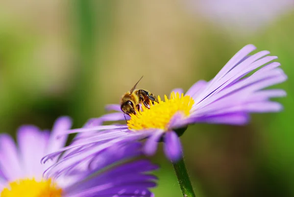 Λουλούδι και μέλισσα — Φωτογραφία Αρχείου