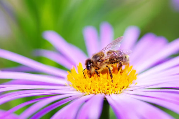 Flor y abeja — Foto de Stock