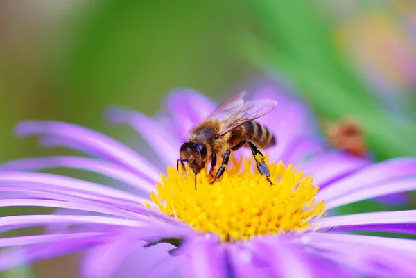 Flor y abeja —  Fotos de Stock