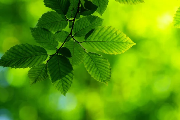 Zöld levelek háttér — Stock Fotó