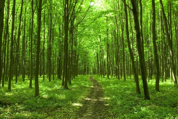 Caminho florestal — Fotografia de Stock