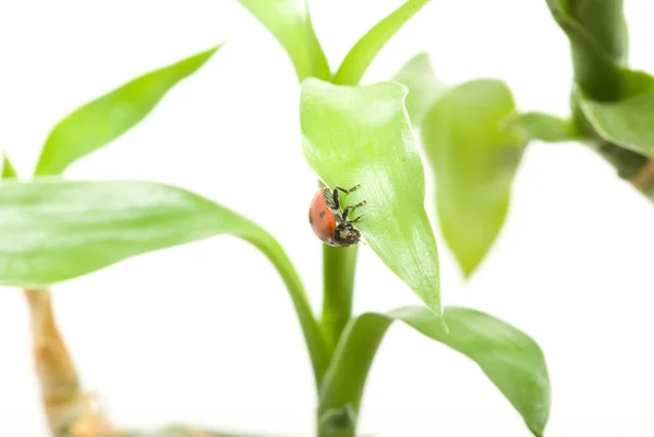 Nyckelpiga — Stockfoto