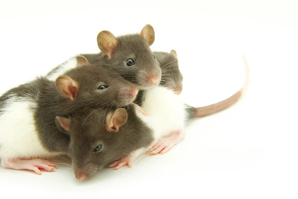Ratten — Stockfoto