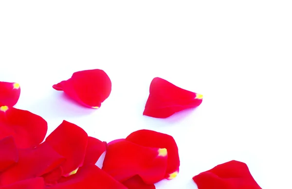 花弁 — ストック写真