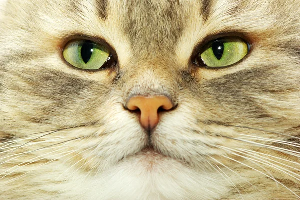 Kedi — Stok fotoğraf