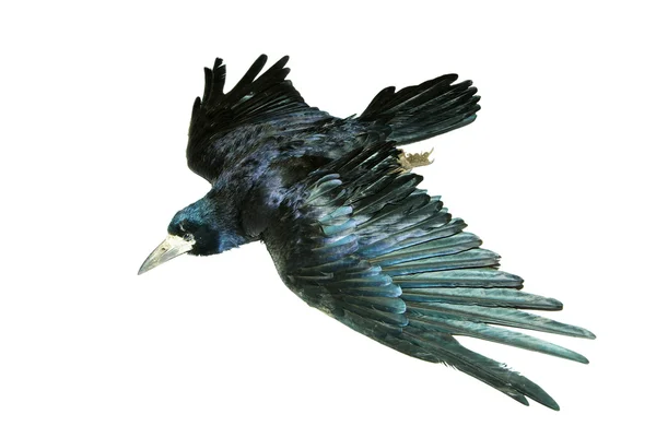 Ворона — стокове фото