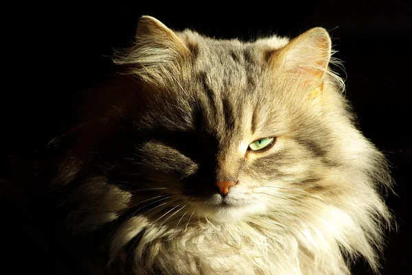 Kissa — kuvapankkivalokuva