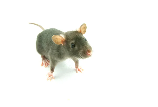 Смешная крыса — стоковое фото