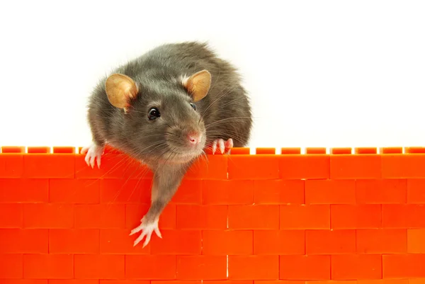 stock image Rat