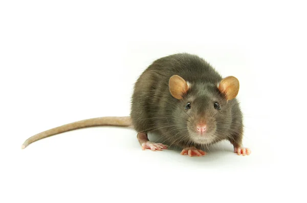 Rat — Stockfoto