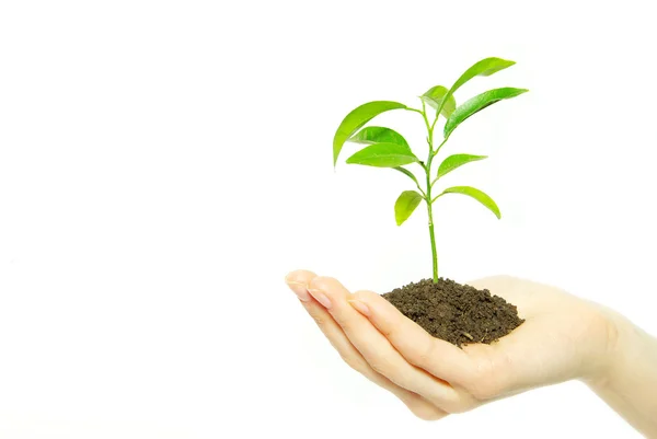 Plantera i händer — Stockfoto