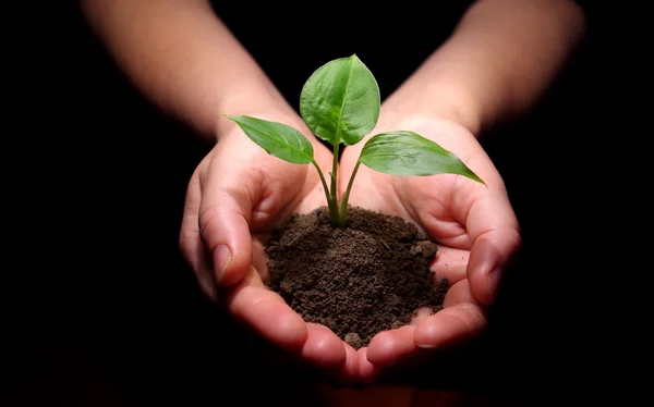 Plant is in handen — Stockfoto