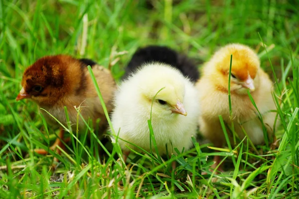 Csirkéket a füvet — Stock Fotó