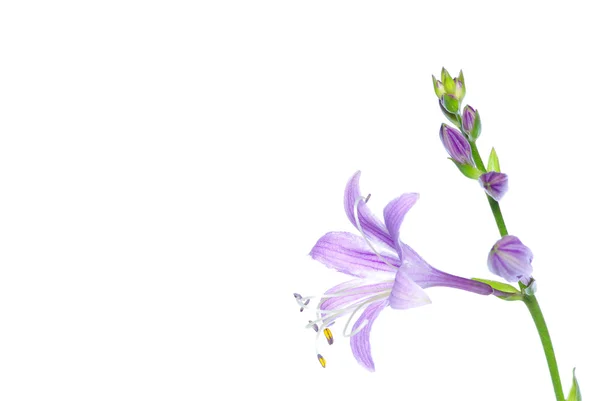 Blommor på vit — Stockfoto