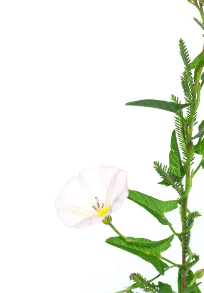 Flowers on white — Stock Photo, Image