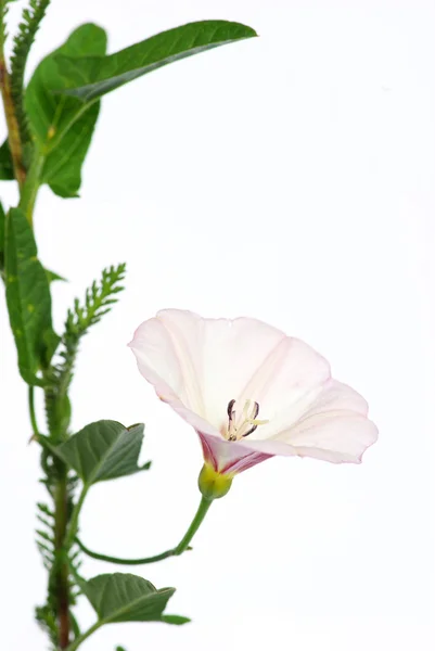 Flores sobre blanco — Foto de Stock