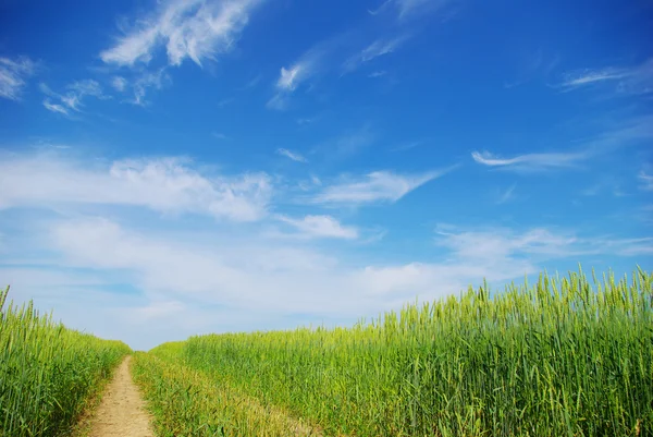 Stock image Field