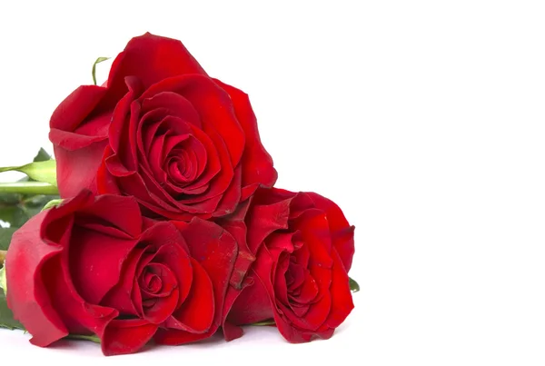 Rosas rojas — Foto de Stock