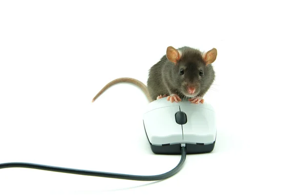 Rat and computer mouse — Stock Photo, Image