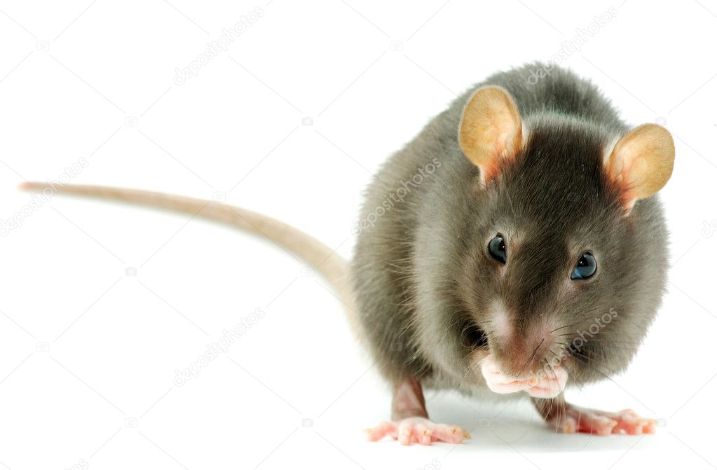 funny rat isolated on white background 图库图片