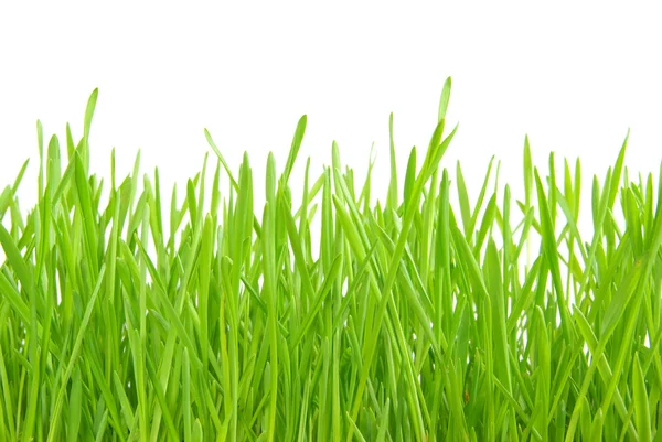 Yeşil Çimen — Stok fotoğraf