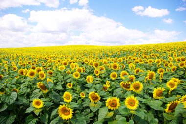 Sunflower field clipart