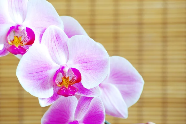Orchidées roses — Photo
