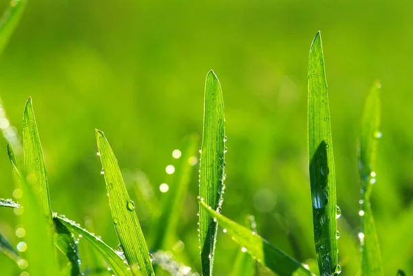 Drop on grass — Stock Photo, Image