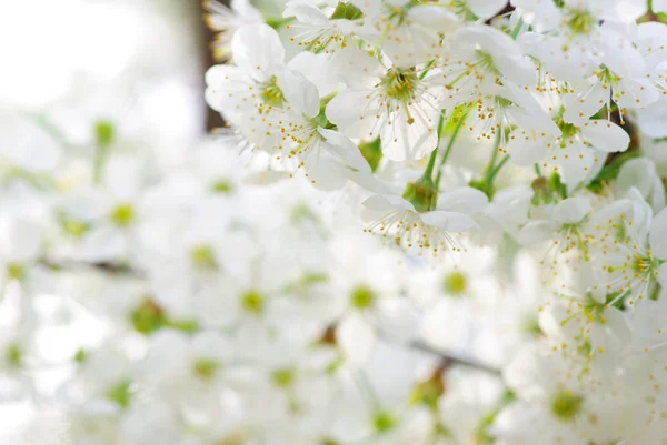 stock image Flower