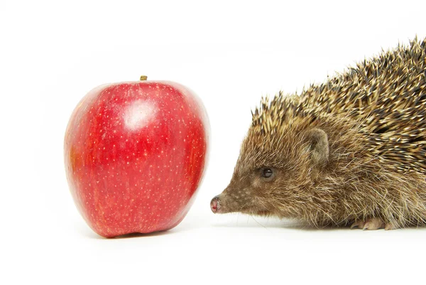 Apple and hedgehog — Stock Photo, Image