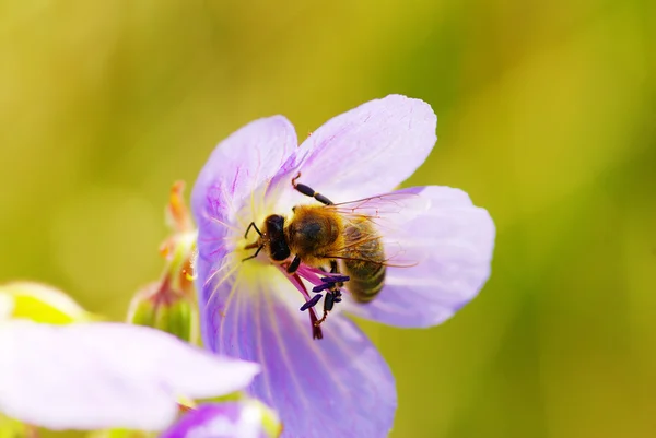 鲜花和蜂 — 图库照片