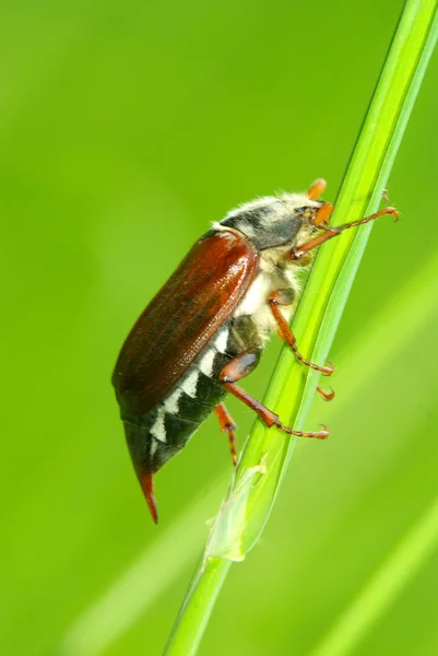 Bug — Stock Photo, Image