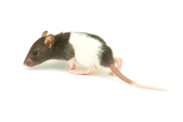 Крыса — стоковое фото