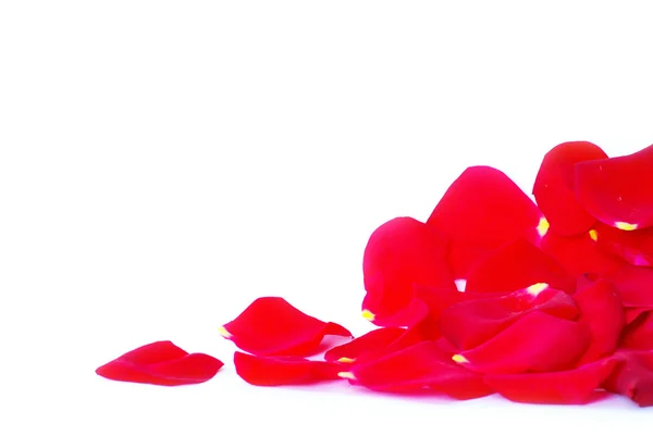 Rote Blütenblätter — Stockfoto
