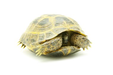 Turtle clipart