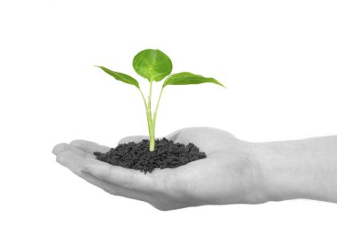 Plant in hand clipart