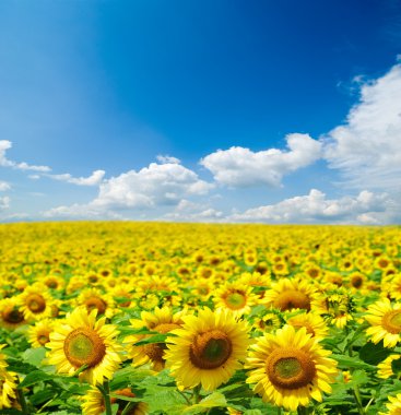 Sunflower field clipart