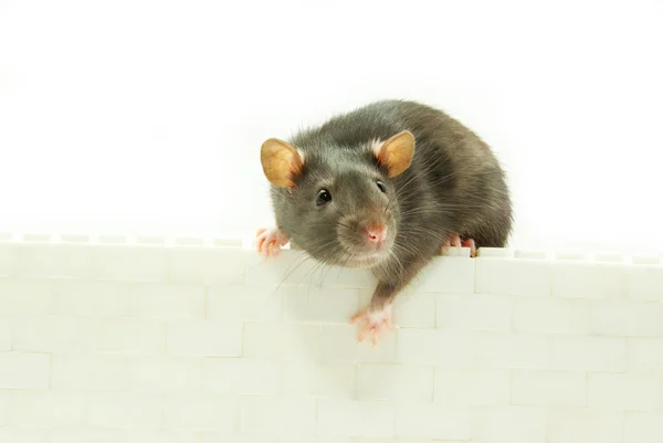 Komik fare — Stok fotoğraf