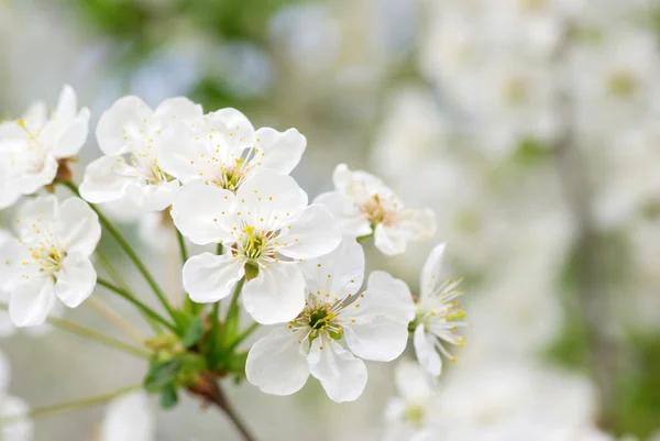 Cseresznyevirág — Stock Fotó