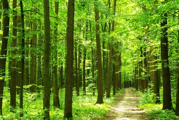 Caminho florestal — Fotografia de Stock