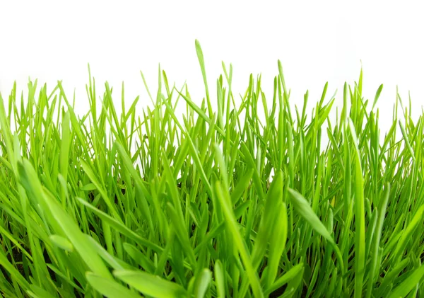 Lawn — Stock Photo, Image
