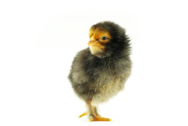Pequeño pollo bebé — Foto de Stock