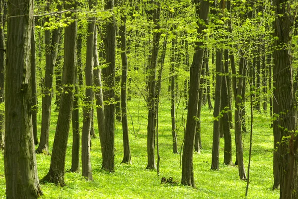 stock image Green forest